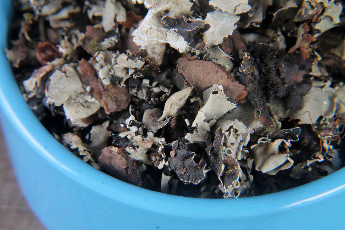 Black Stone Flower/Dagad Phool 10 Gm