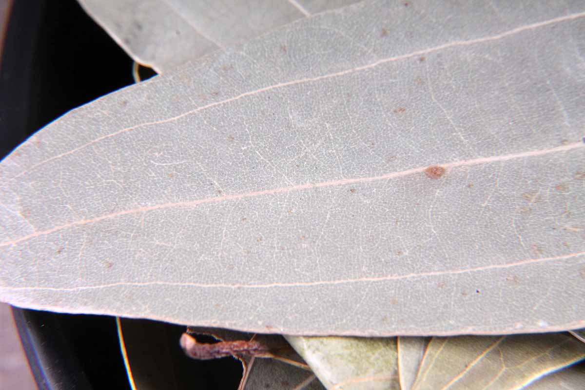 Bay Leaf/Tej Patta 20 Gm